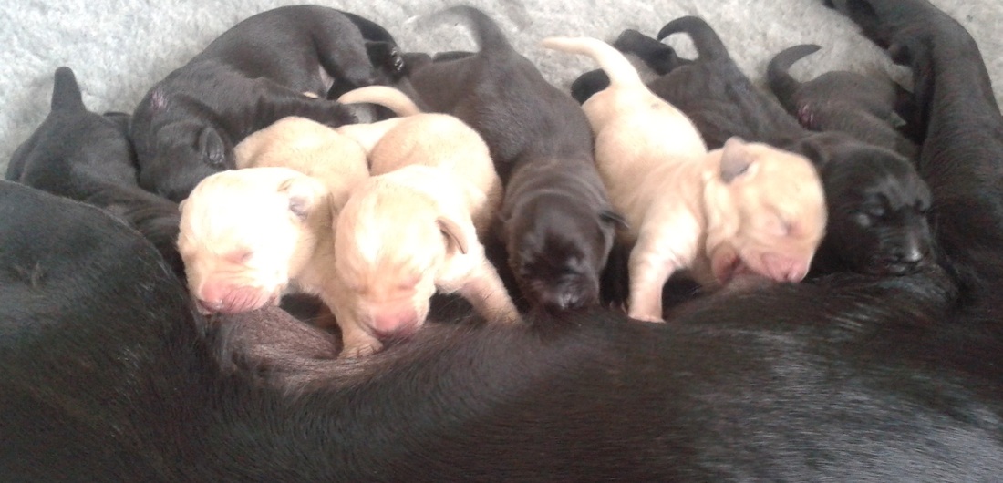 Clover's pups at 4 days old